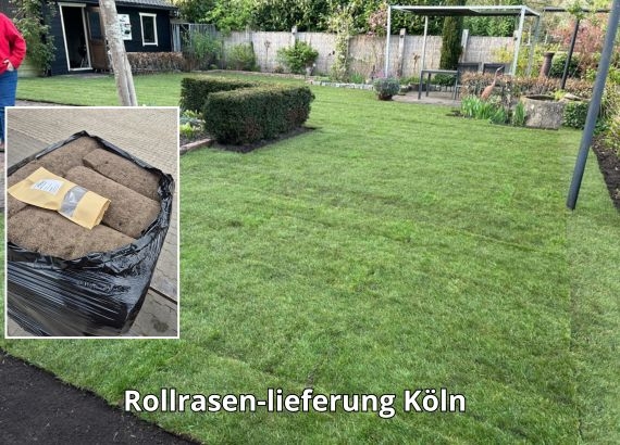 Rollrasen Kaufen Köln - Rollrasen verlegen Köln - Preise Ab 2,75 €.jpg