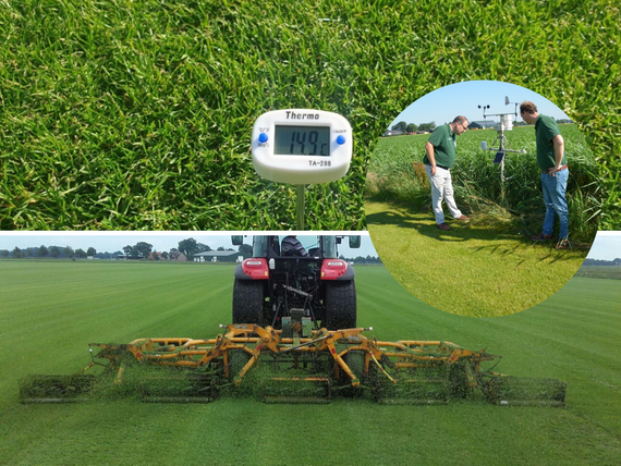 Rollrasen Haren (ems) - Fertigrasen ab 2,75 € pro m²