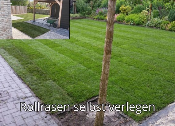 Rollrasen kaufen in Bielefeld - Online Bestellen und schnelle lieferung in Bielefeld.