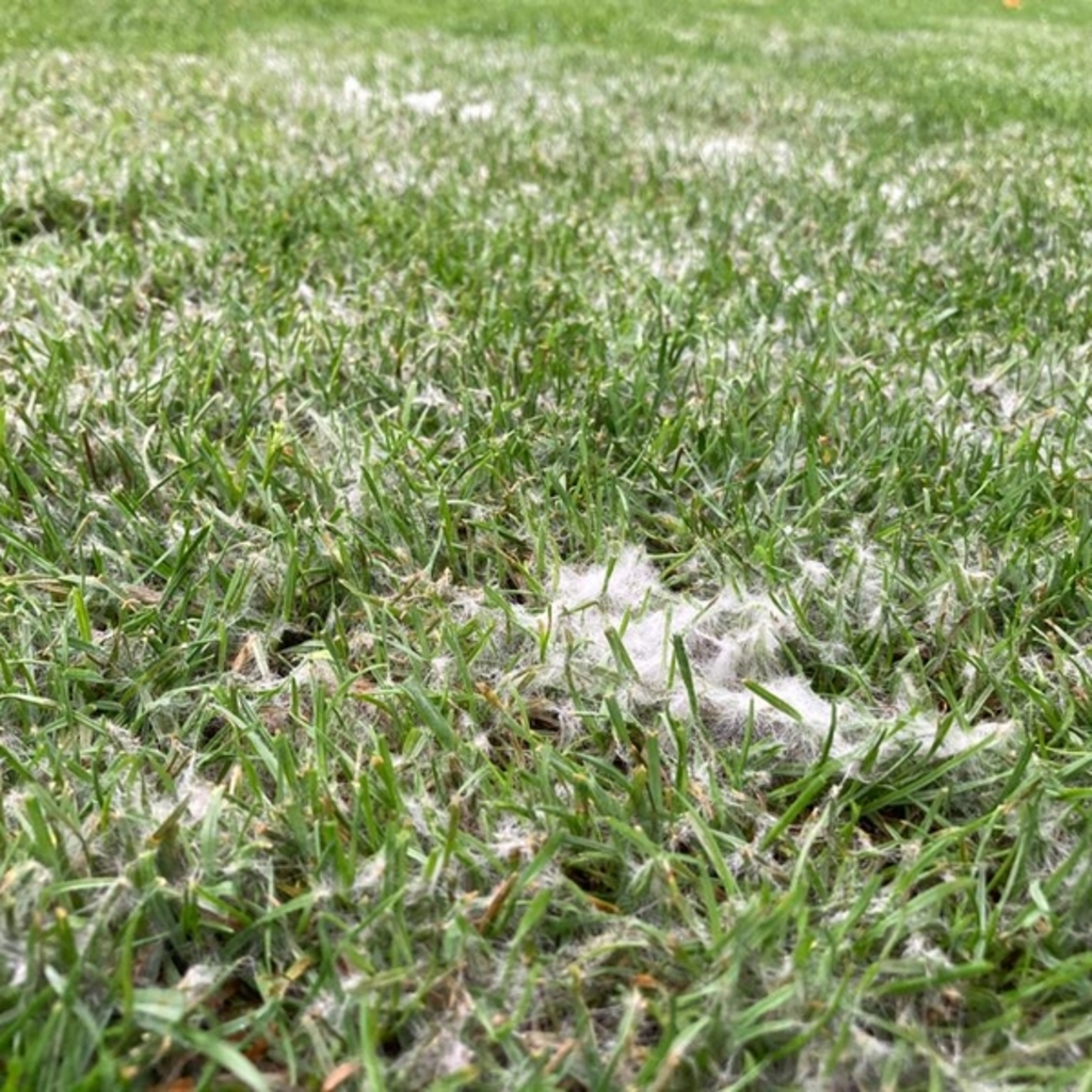 Ein wei&szlig;er Belag oder wei&szlig;e F&auml;den auf dem Gras sowie pilzartige, spinnweben&auml;hnliche Strukturen, die sich &uuml;ber den Rasen ausbreiten, sind typische Anzeichen f&uuml;r Schneeschimmel.
