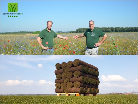 Rollrasen Kiel - Kaufen ab 2,75&euro; pro m&sup2;