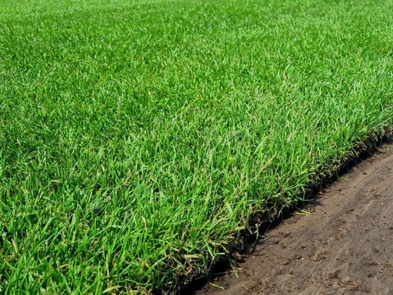 Sonderposten Rollrasen kaufen in Solingen - Ab &euro;2,75 pro m&sup2;.jpg