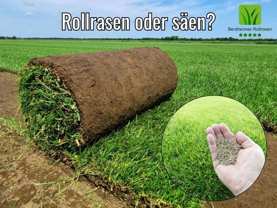 Rollrasen verlegen in Karlsruhe - Ab &euro;2,75 pro m&sup2; (1).jpg