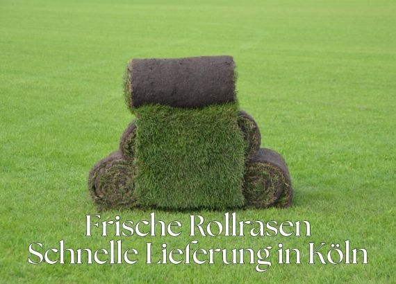 Rollrasen kaufen in Köln - Online Bestellen - ab 2,75 € pro m²
