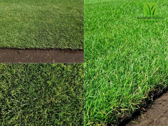 Rollrasen kaufen in Köln - Online Bestellen Dortmund -Rollrasen ab 2,75 € pro m²