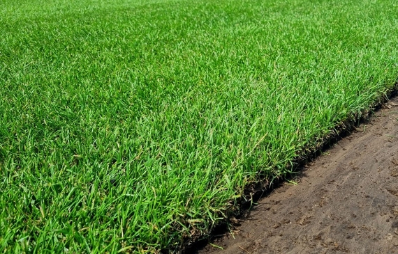 Rollrasen verlegen in Oldenburg - Rollrasen kaufen Oldenburg und Umgebung.jpg
