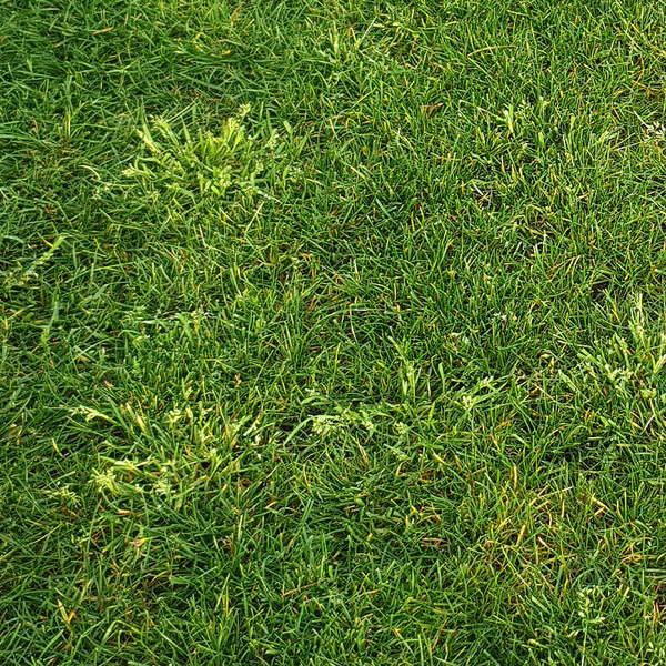 Ungew&ouml;hnliches Unkrautgras in Ihrem Rasen oder auf Ihrer Grasfl&auml;che