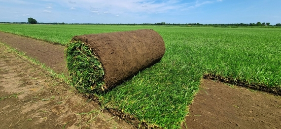 Rollrasen Kassel - Direkt vom produzenten, ohne aufpreis!