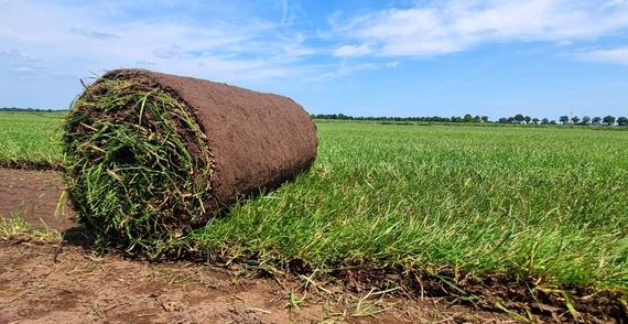 Rollrasen bestellen Münster - Preise ab 2,75 € pro m²